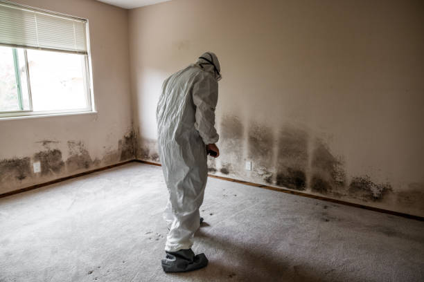 Professional Mold Removal in Lake Lorelei, OH