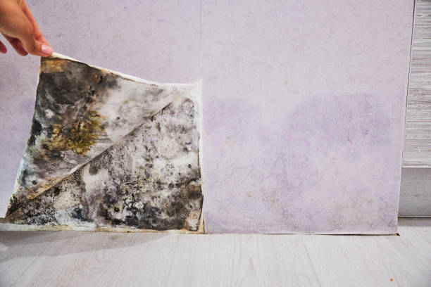 Best Fast Mold Removal  in Lake Lorelei, OH
